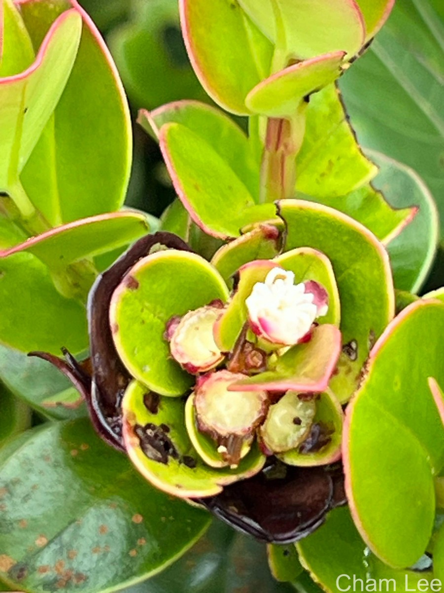 Syzygium rotundifolium Arn.